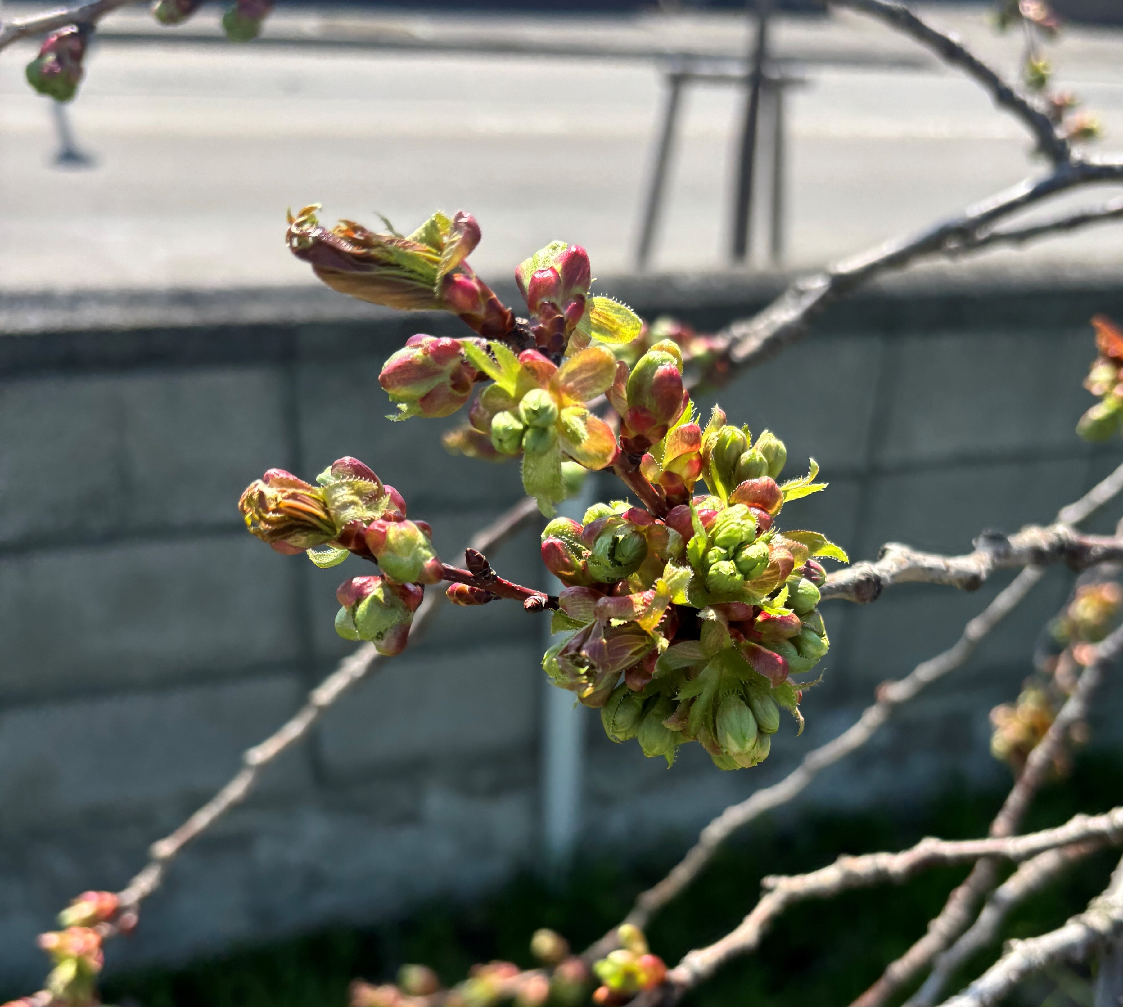 御衣黃桜