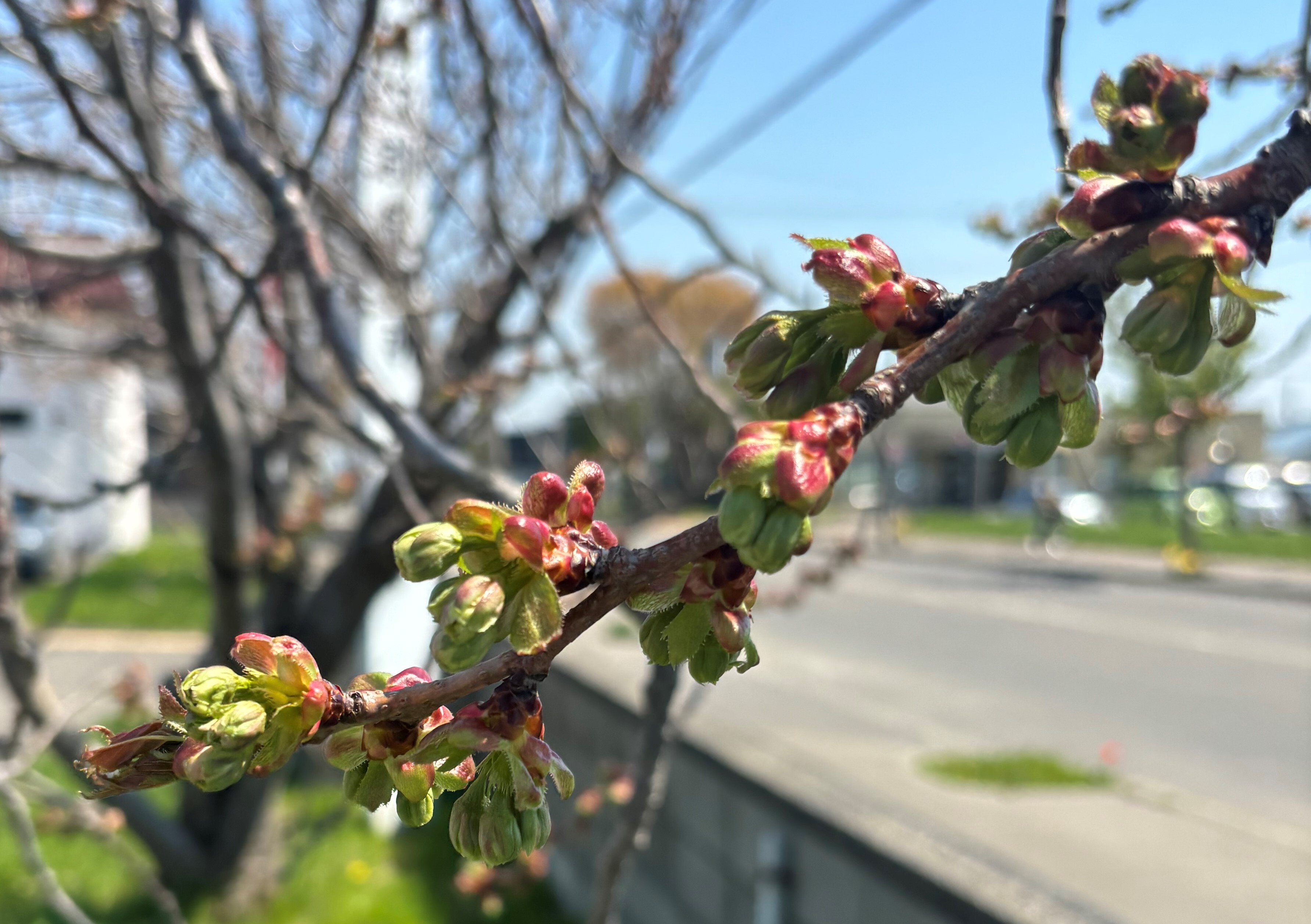 御衣黃桜2