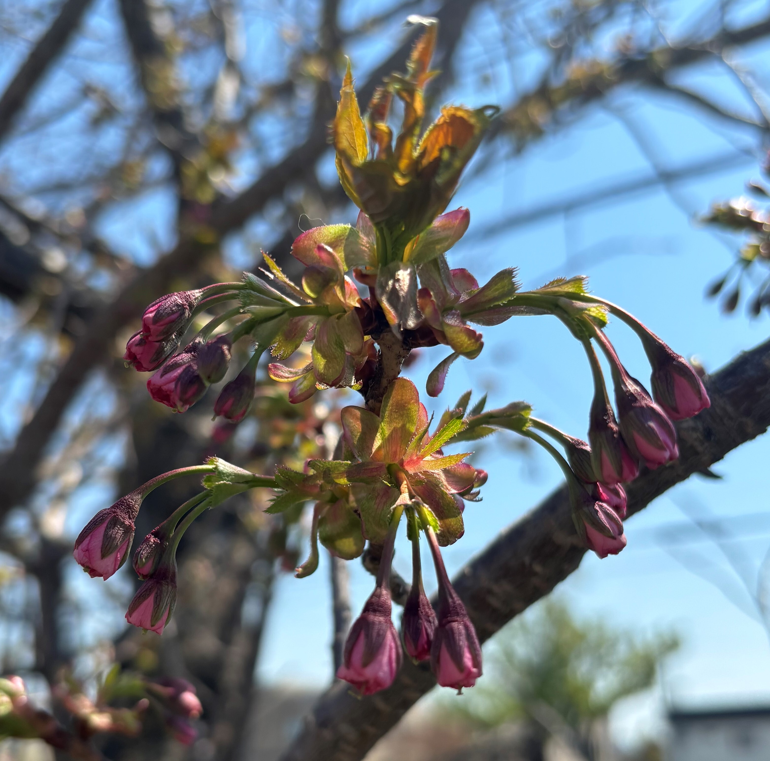 八重桜