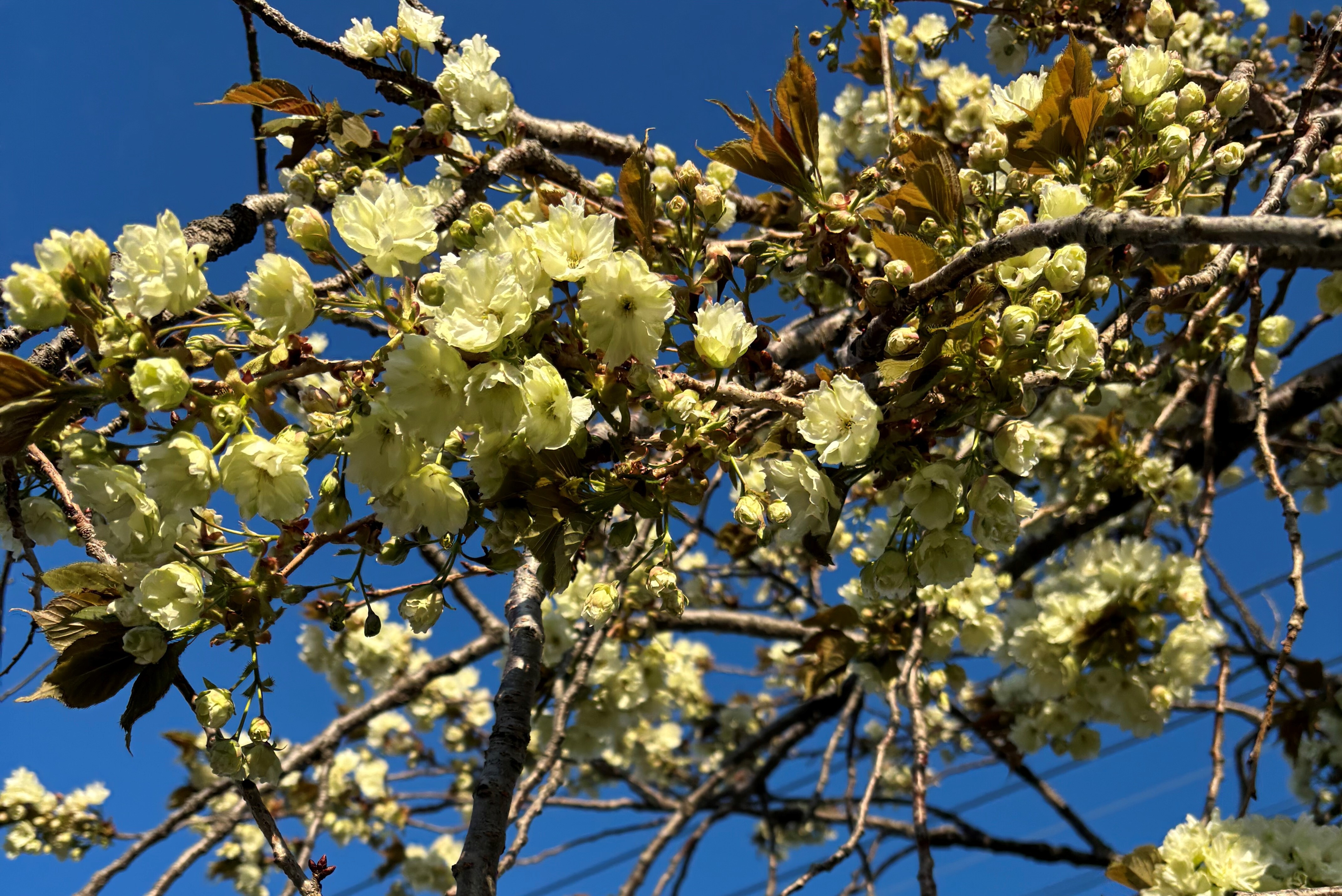 御衣黃桜2