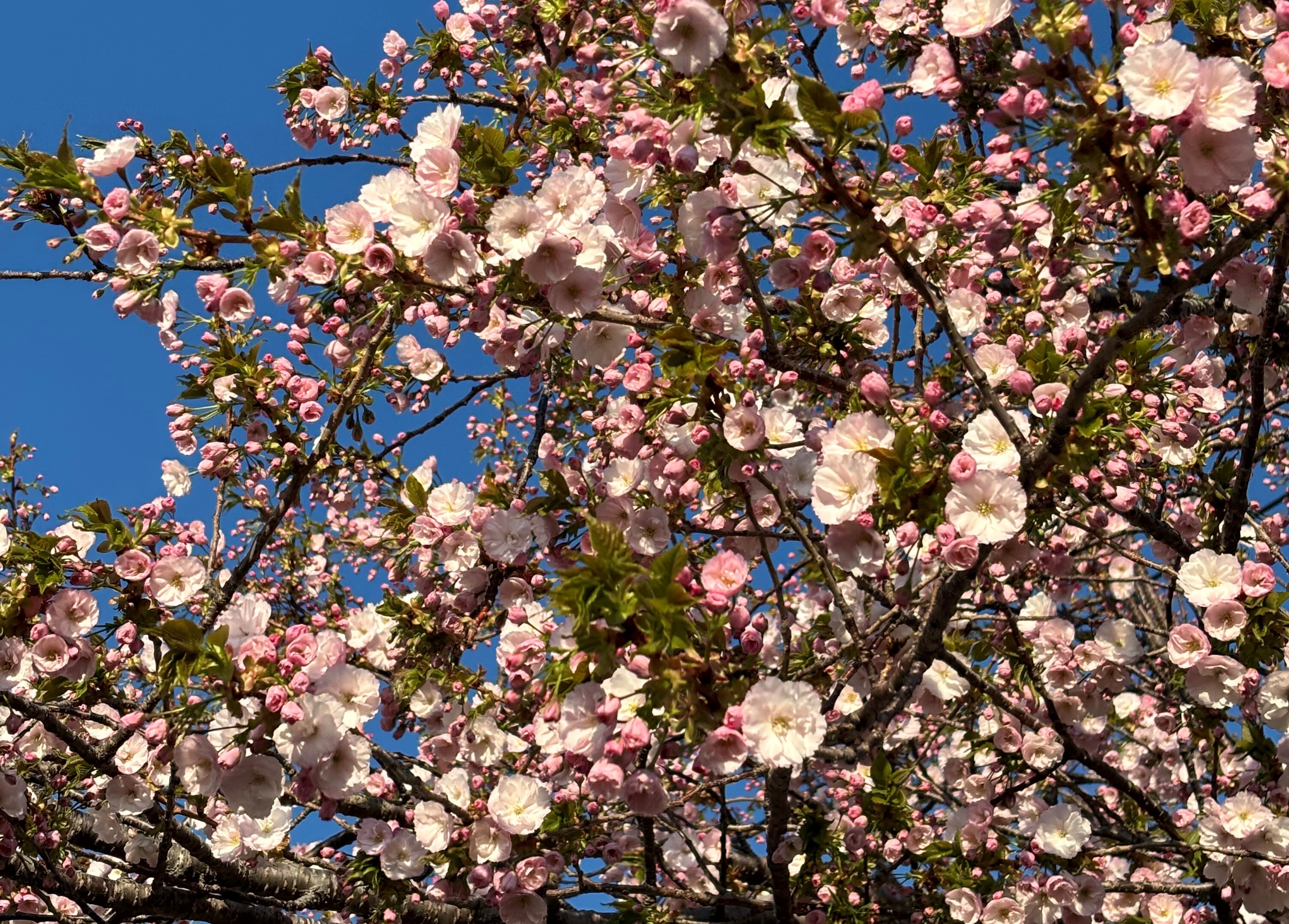 八重桜