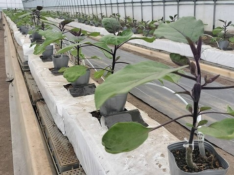 写真1 白いバックの中にはヤシ殻が