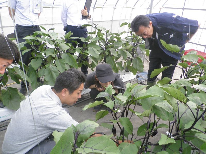 写真1 なす栽培見学の様子