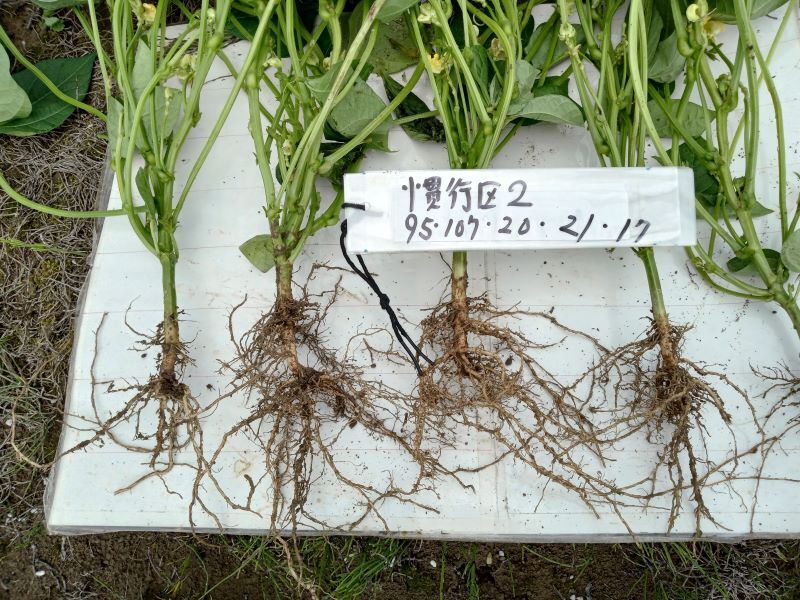 写真2 小豆の根粒菌調査結果