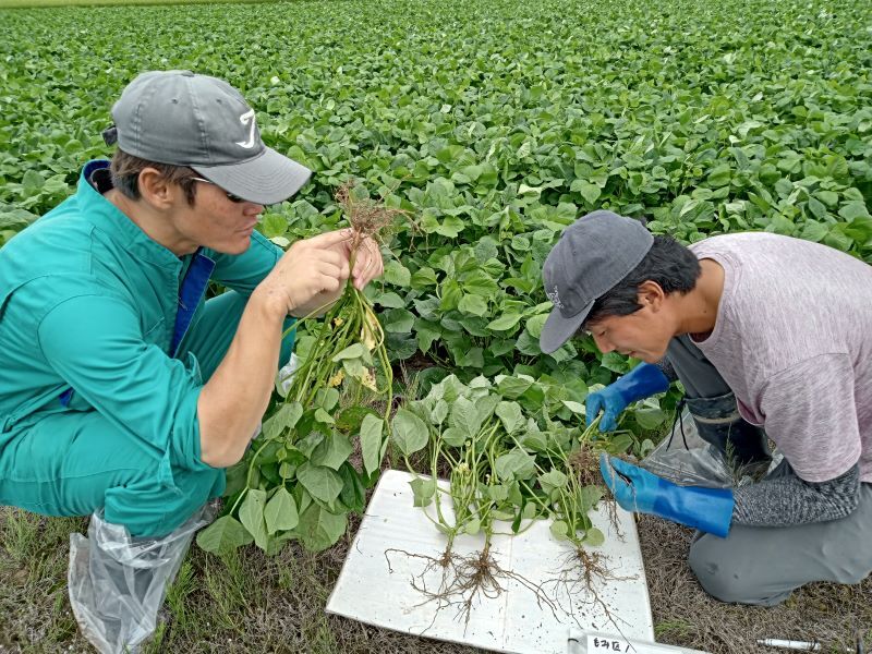 写真1 小豆の根粒菌をカウント中！