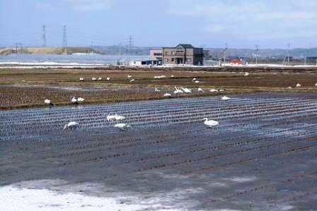 (冬)稲刈り後の水田大.jpg
