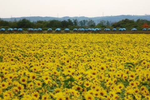(秋)秋の風景1大.jpg