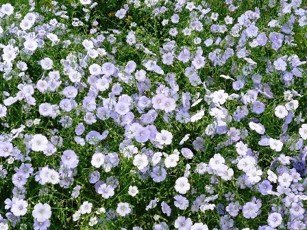 (夏)亜麻の花大.jpg