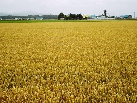 (夏)秋まき小麦大.jpg
