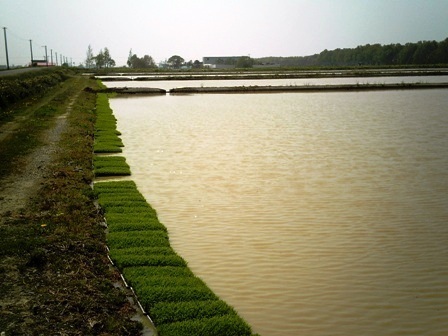(春)田植え準備大.jpg