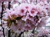 (春)桜.JPG