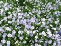 (夏)亜麻の花.jpg