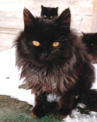 neko1.JPG