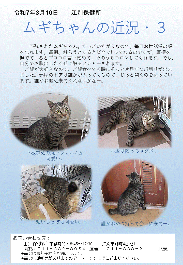 ムギ近況3.gif