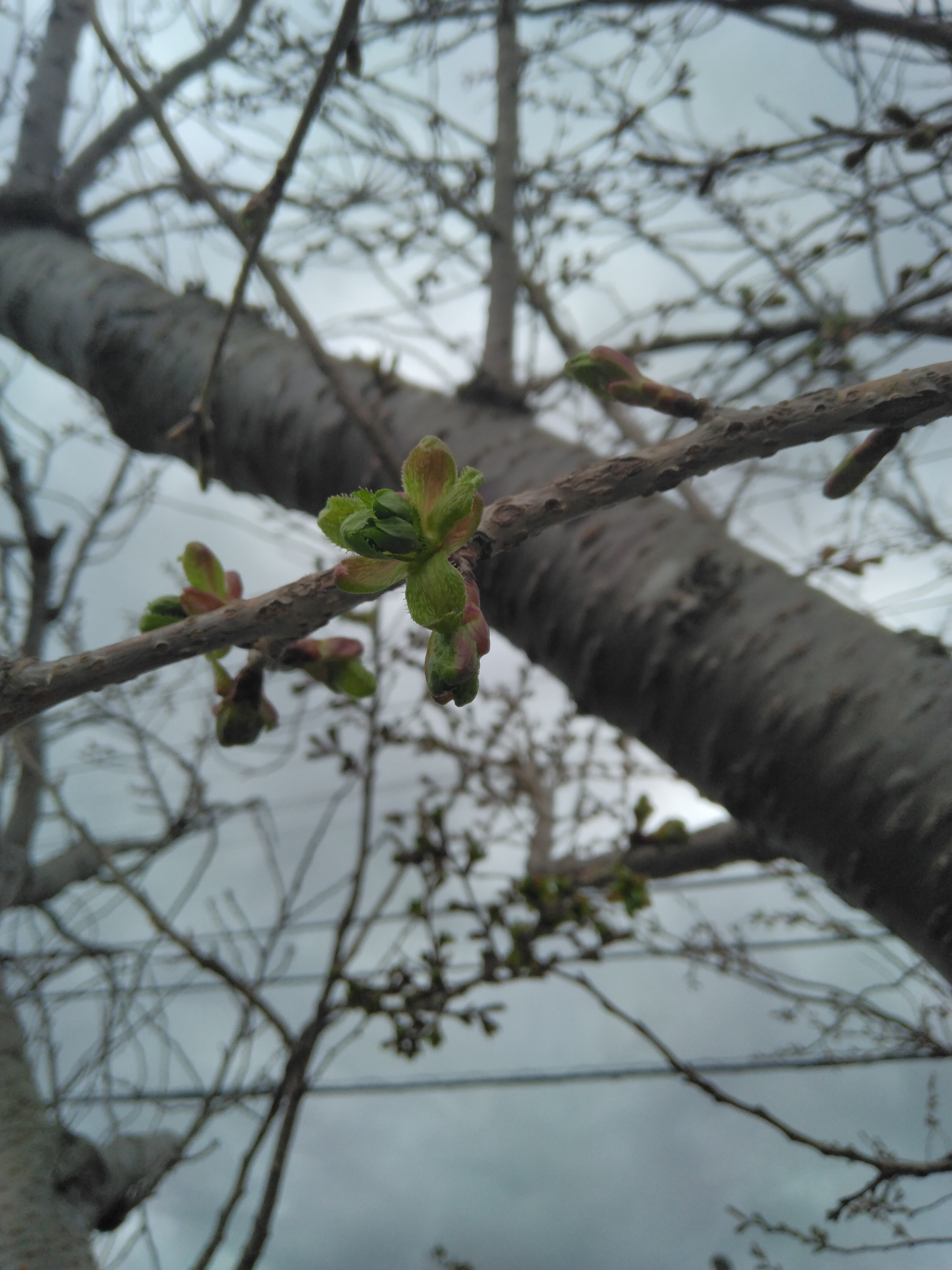 御衣黃桜