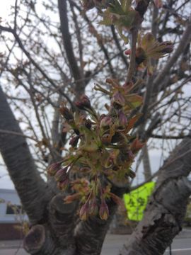 御衣黃桜