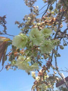 御衣黃桜