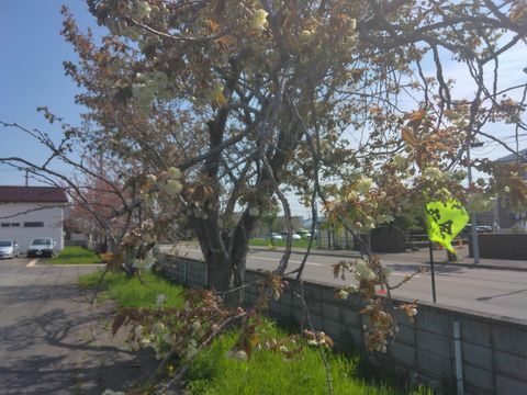 御衣黃桜全体写真