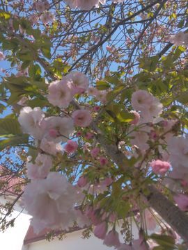 八重桜