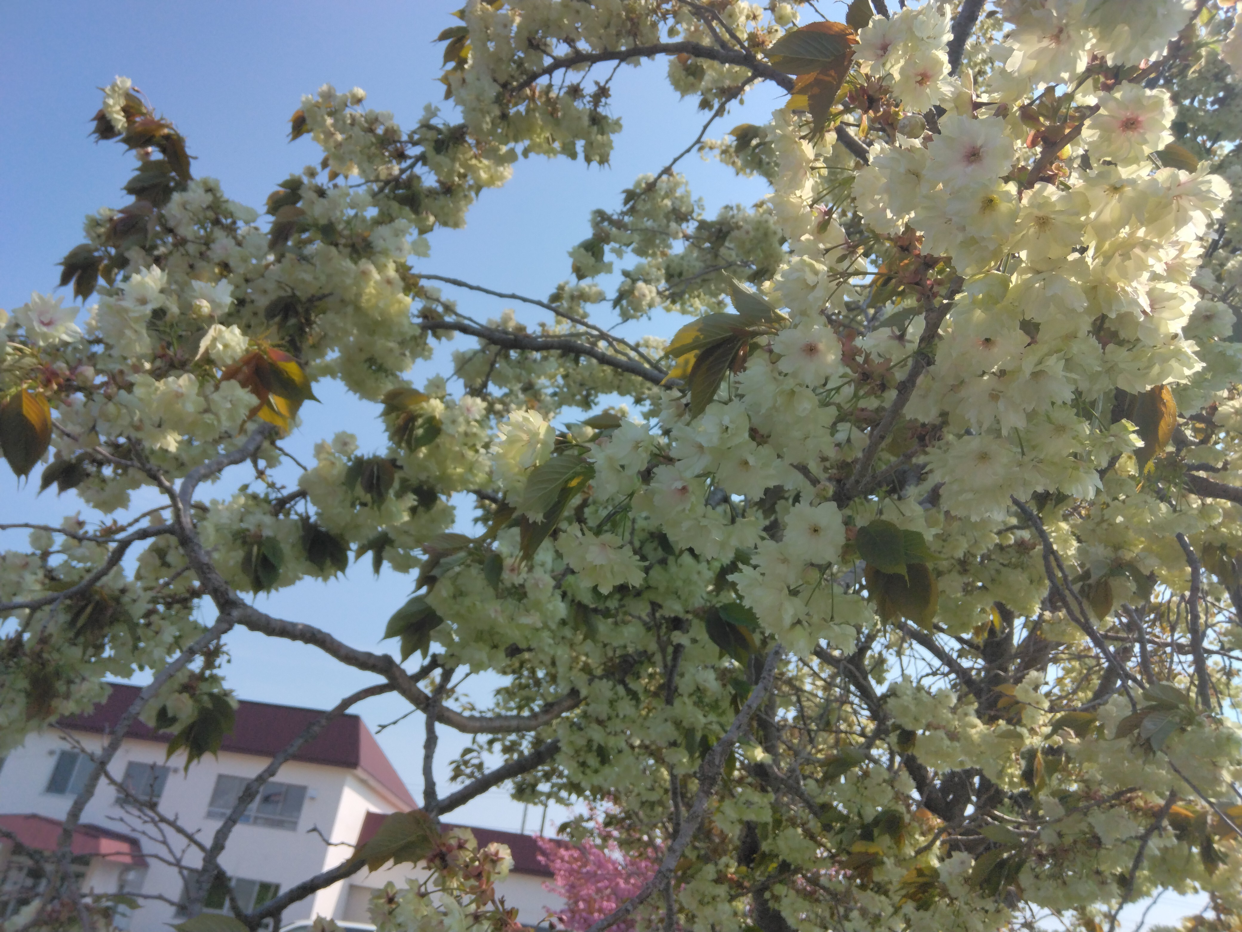 御衣黃桜2