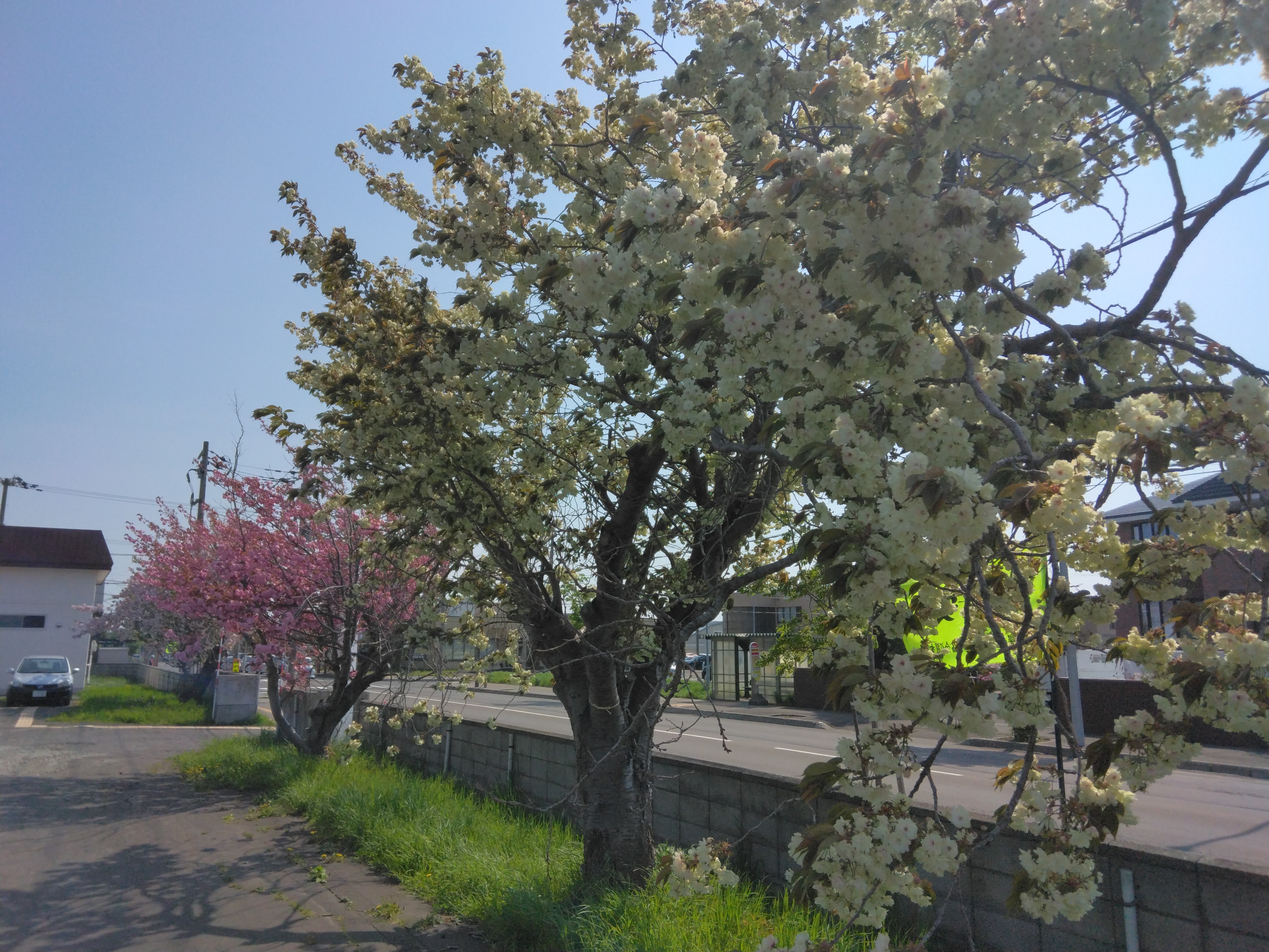 御衣黃桜全体写真