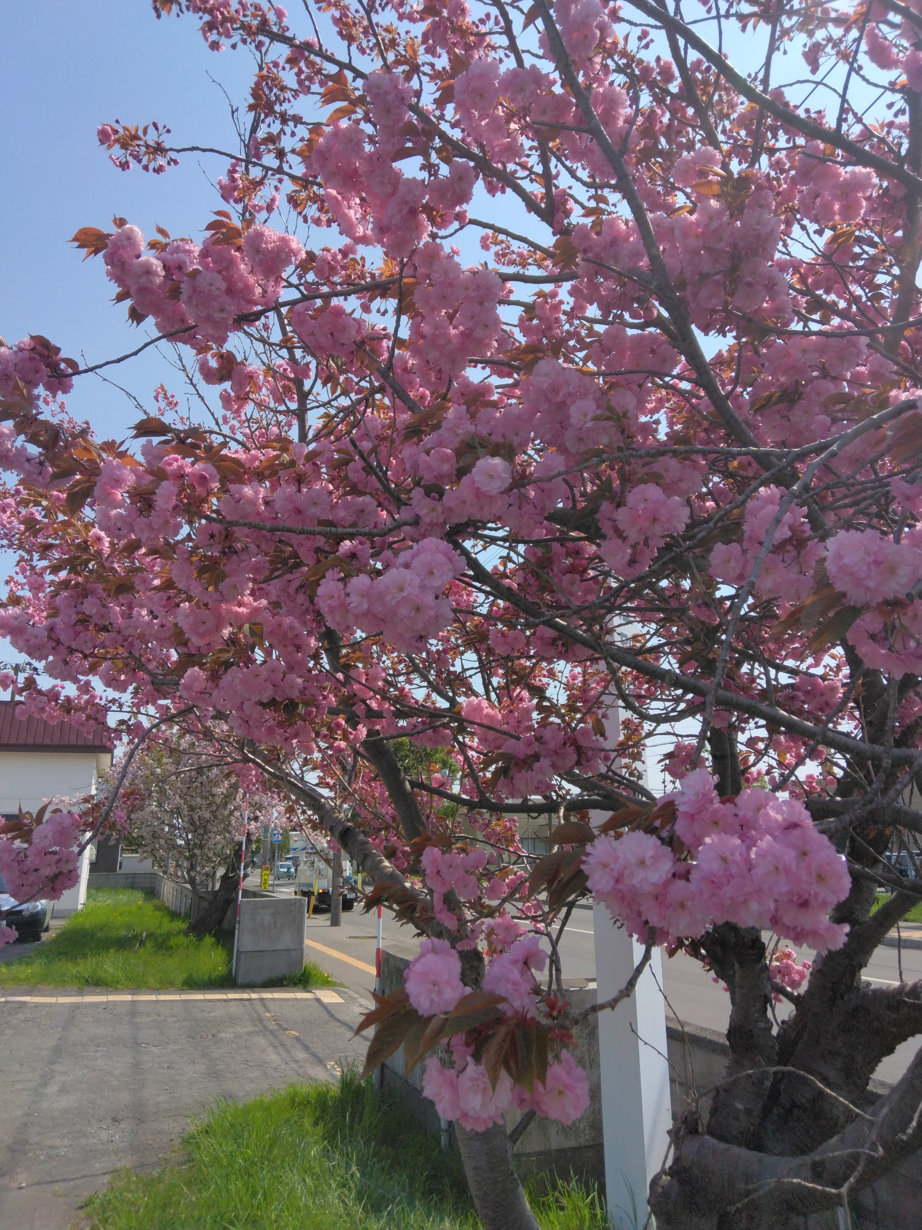 八重桜
