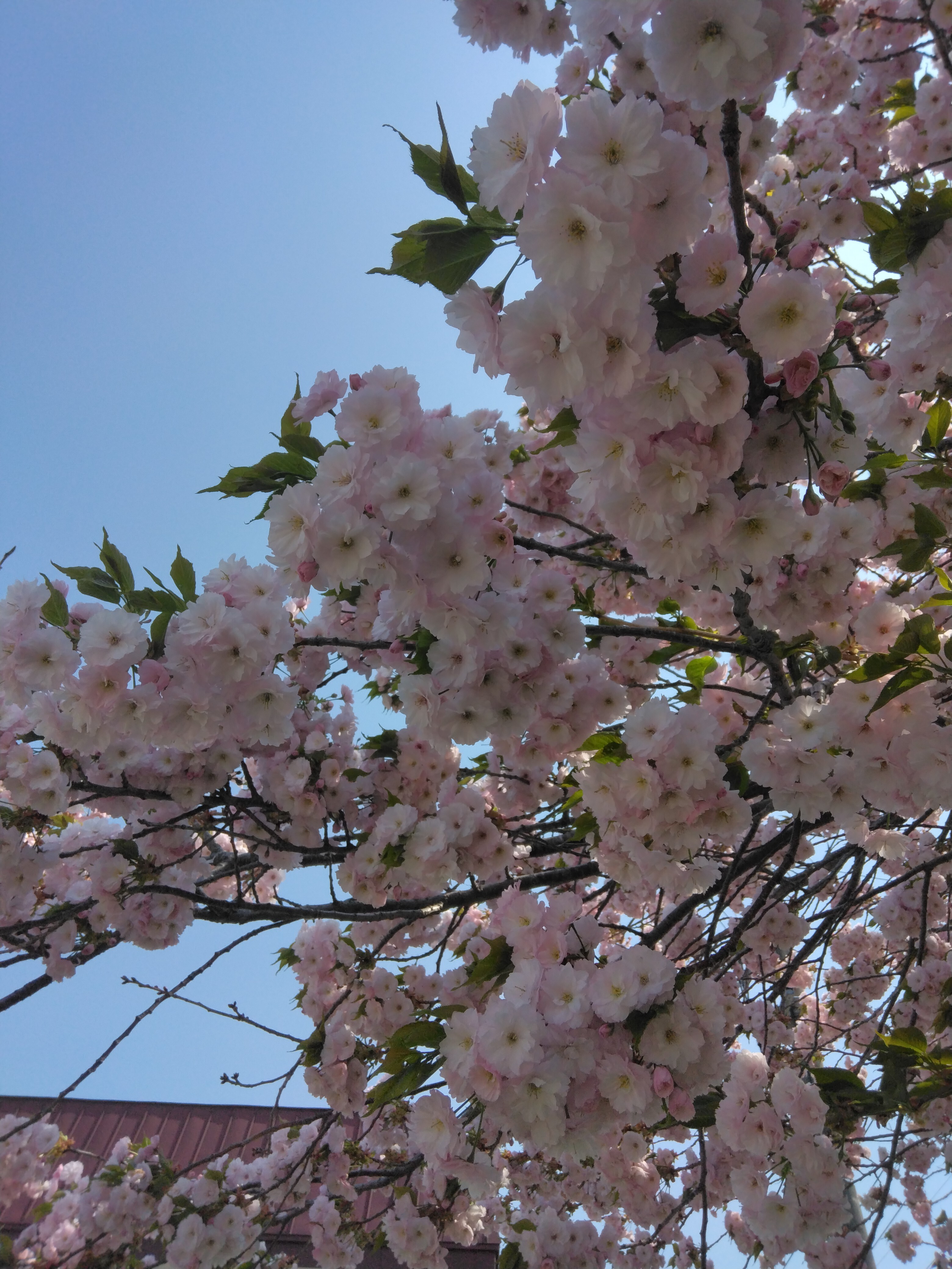 八重桜2