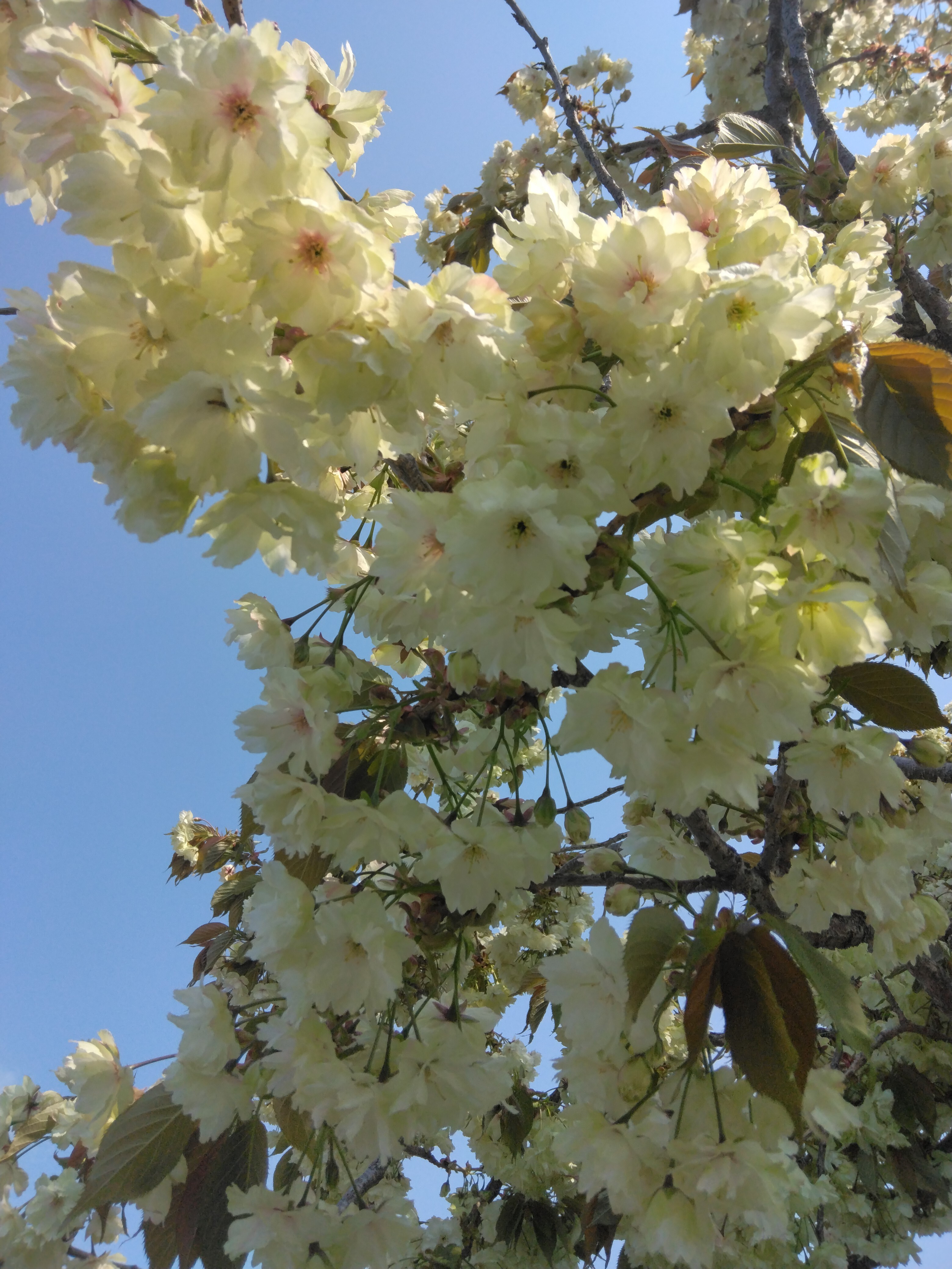 御衣黃桜