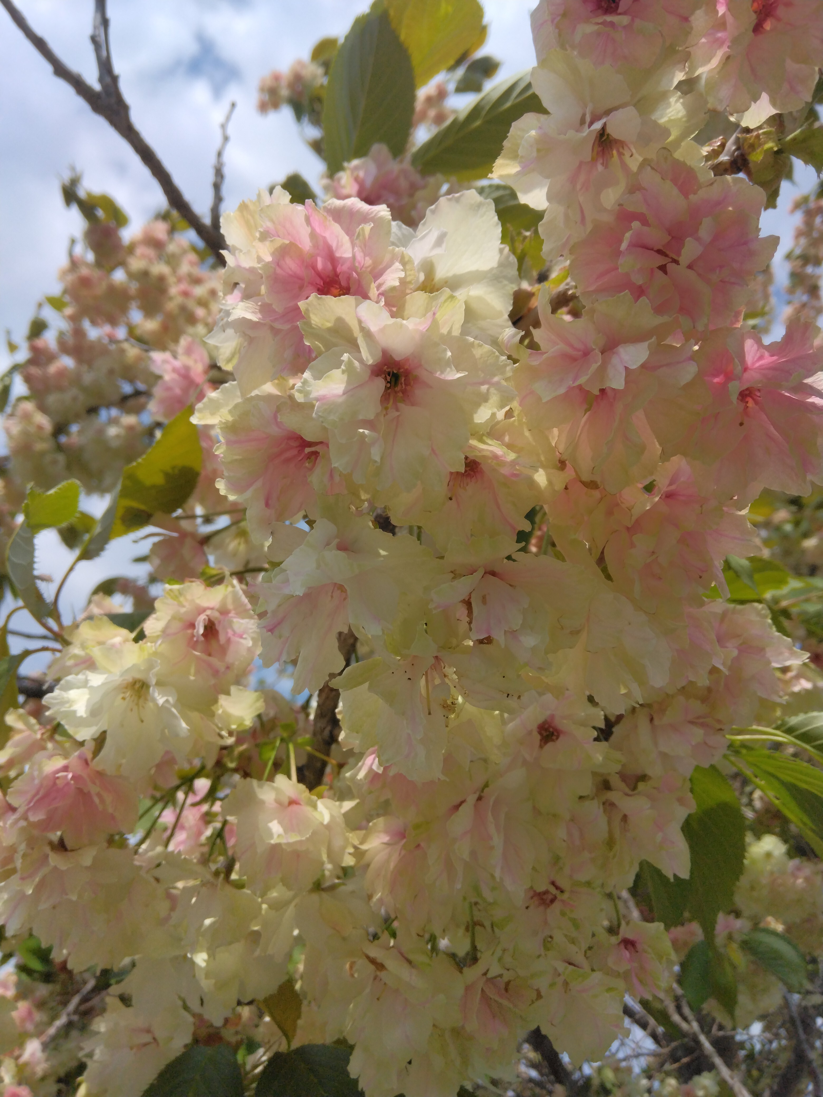 御衣黃桜