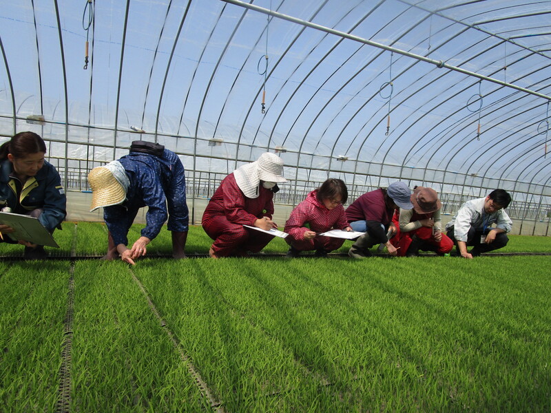 写真1＿みんなで苗質調査しました（右：合羽井普及指導員）