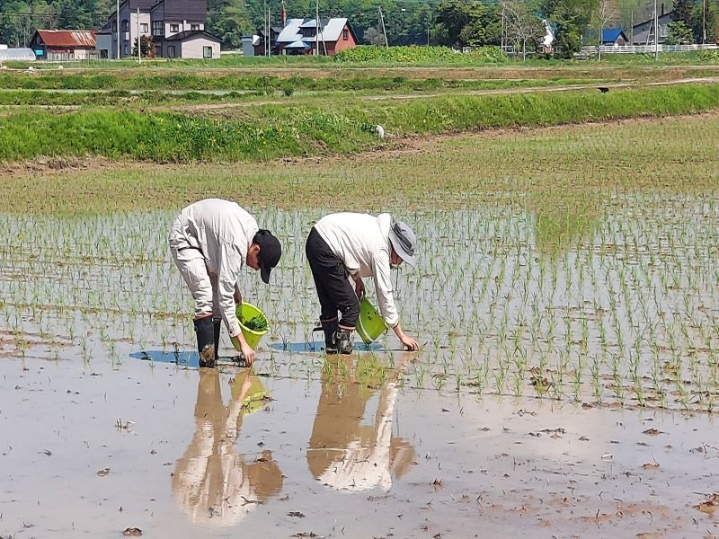 写真1＿栽植密度の試験区を設置しています