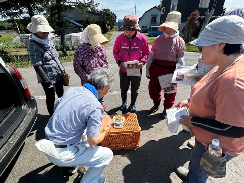 写真2_秋まき小麦の穂水分を測定して収穫適期の予測をしてみました