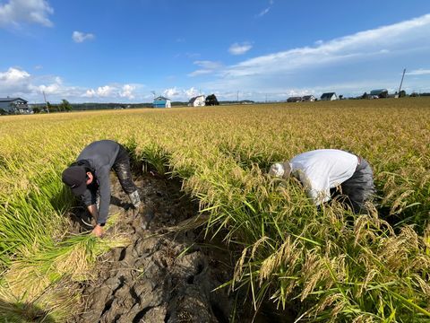 写真1_9月5日_調査ほ場でのサンプル収集_60株を刈り取ってひとまとめにします
