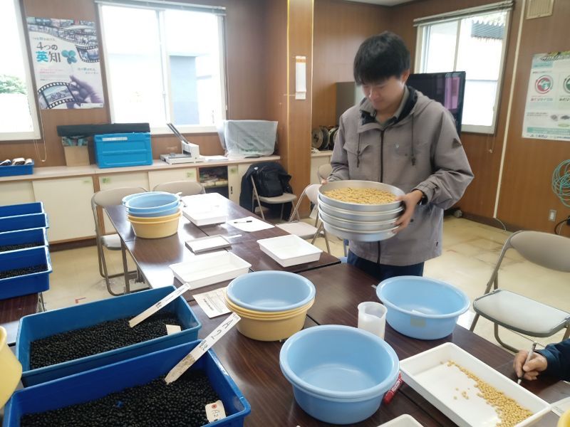 写真2大豆の粒の大きさを調査してます！