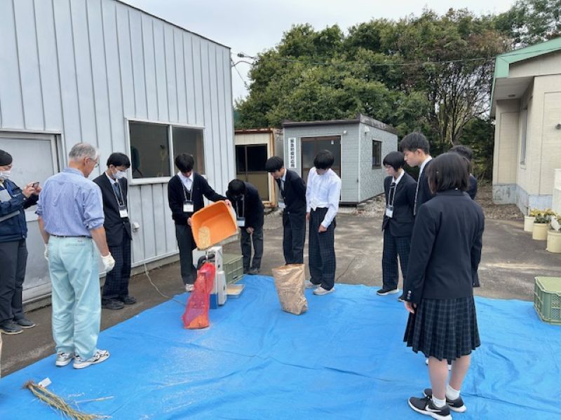 もみすりを行い、玄米にしています