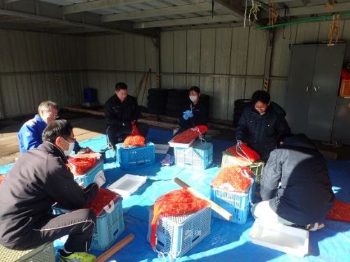 脱穀、選別作業