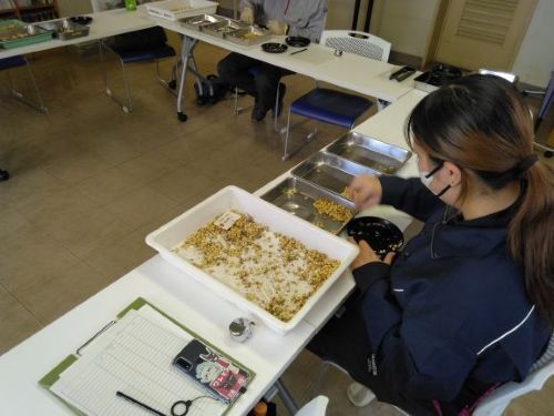 被害粒、健全粒の仕分け作業