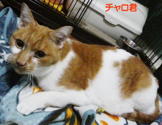 スクリーンショット 2025-11-20 130551.png