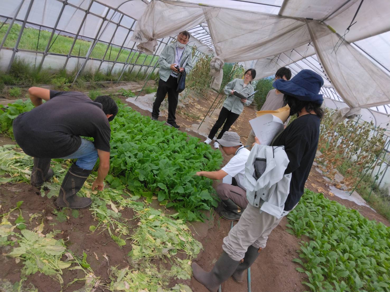 写真1:からしなの生育状況確認