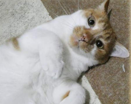 スクリーンショット 2025-12-15 155214.png