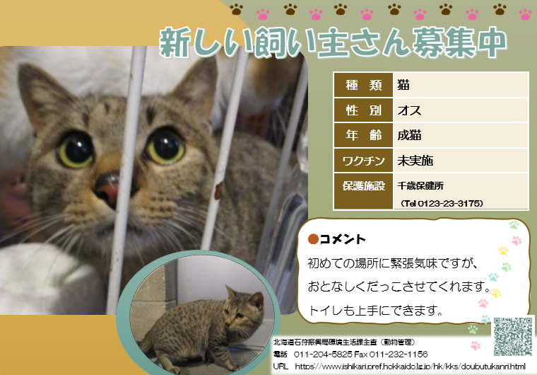 猫の新しい飼い主募集中。可愛い生地トラの雄。成猫。