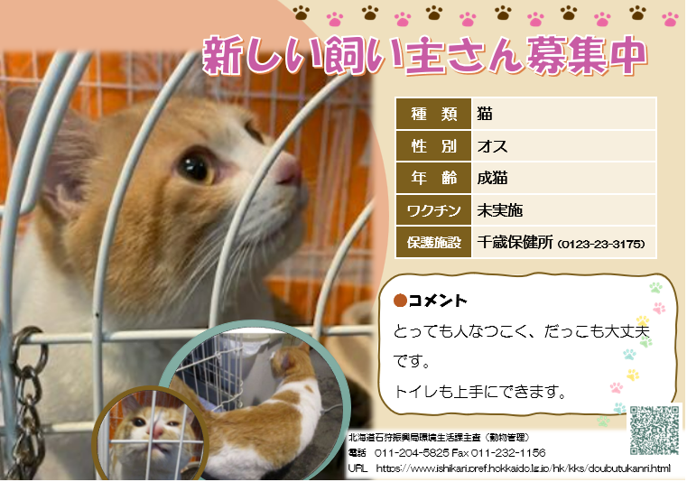 猫の新しい飼い主募集中。茶トラの雄の成猫。