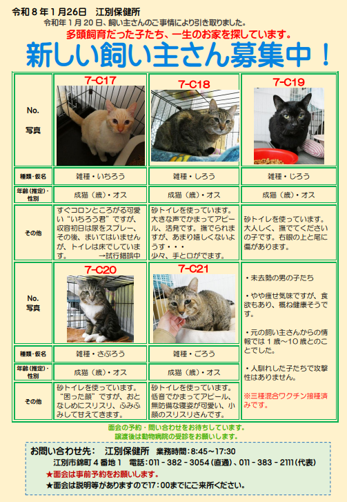 江別保健所飼い主募集中