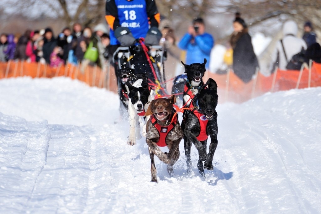 429_Eniwa-Sleddograce-2.jpg