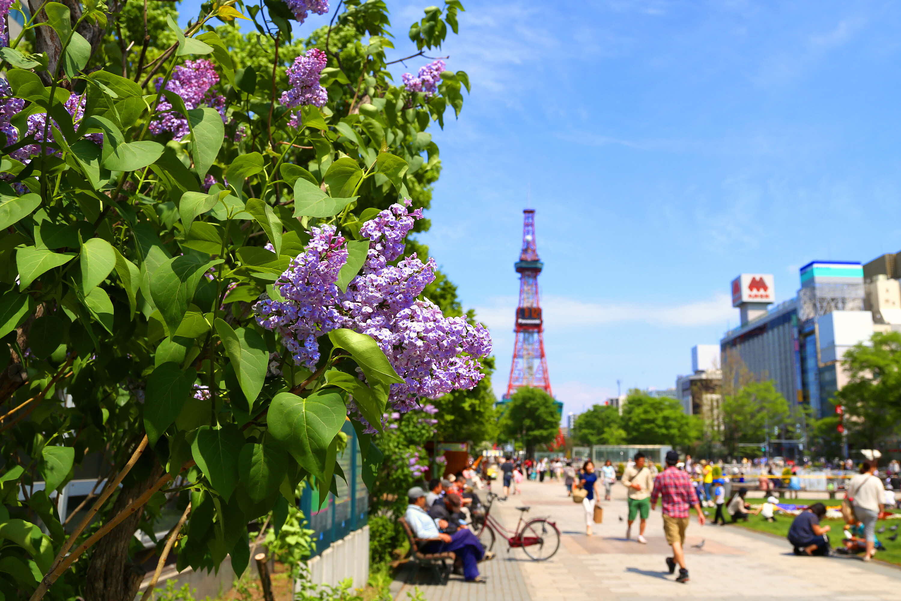 大通公園のライラック