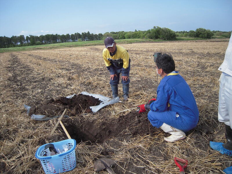 土層断面調査で小麦の根張りを確認