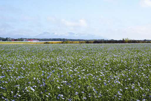 Flax field