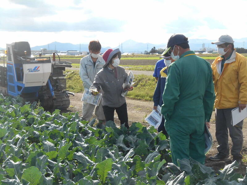 実際にほ場に入って、病害を確認