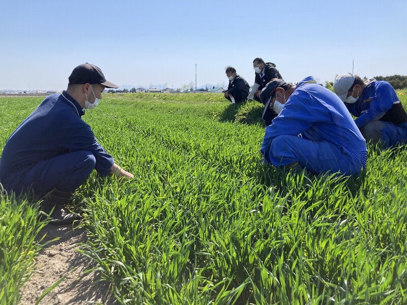 写真2 農業者と小麦の茎数を確認しました。