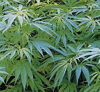 野生大麻の説明はこちら